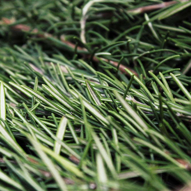 rosemary. relax aromatherapy
