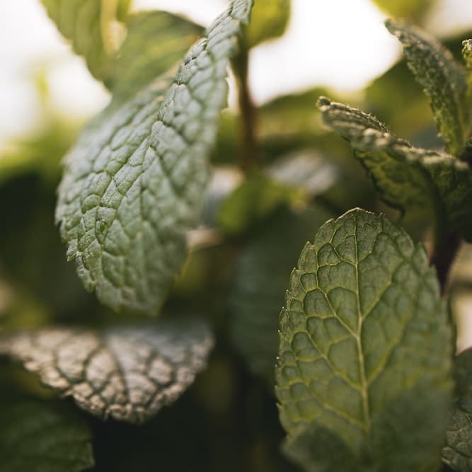 peppermint. wellbeing aromatherapy