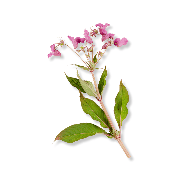 Balsam