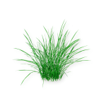 Grass