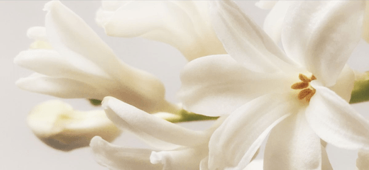 floral-ok