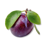 Plum