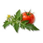 Tomato Leaf